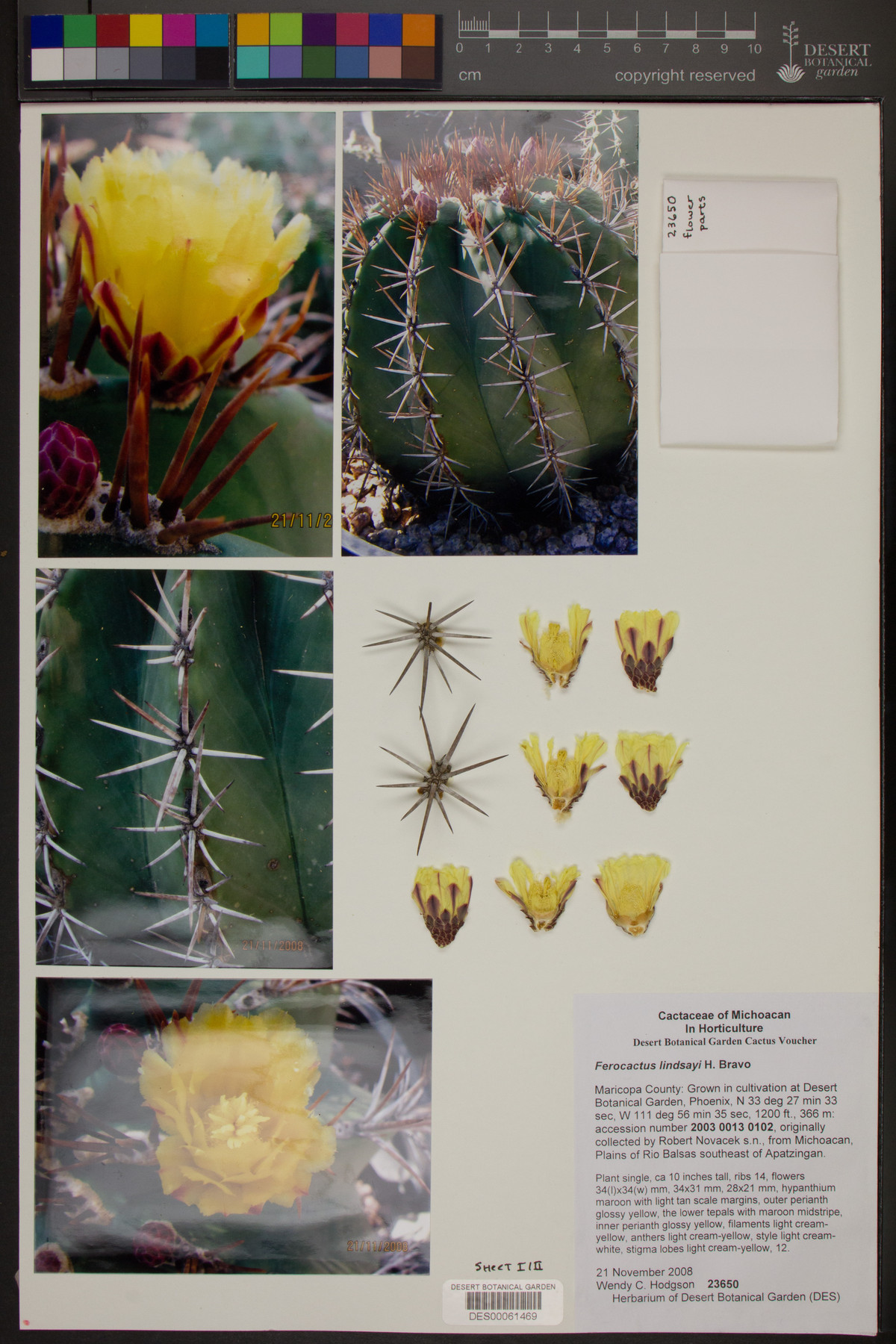 Ferocactus lindsayi image