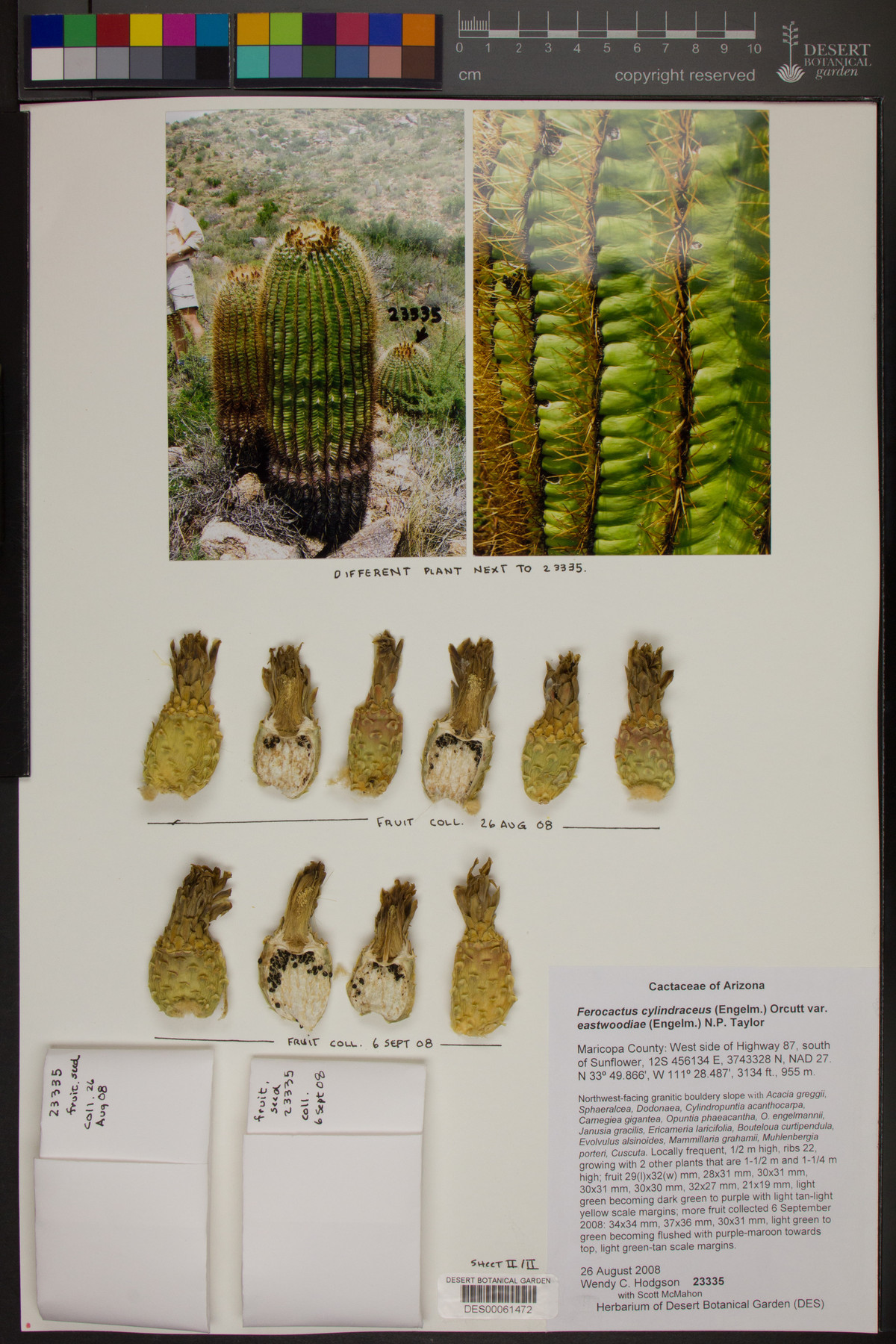 Ferocactus cylindraceus subsp. eastwoodiae image