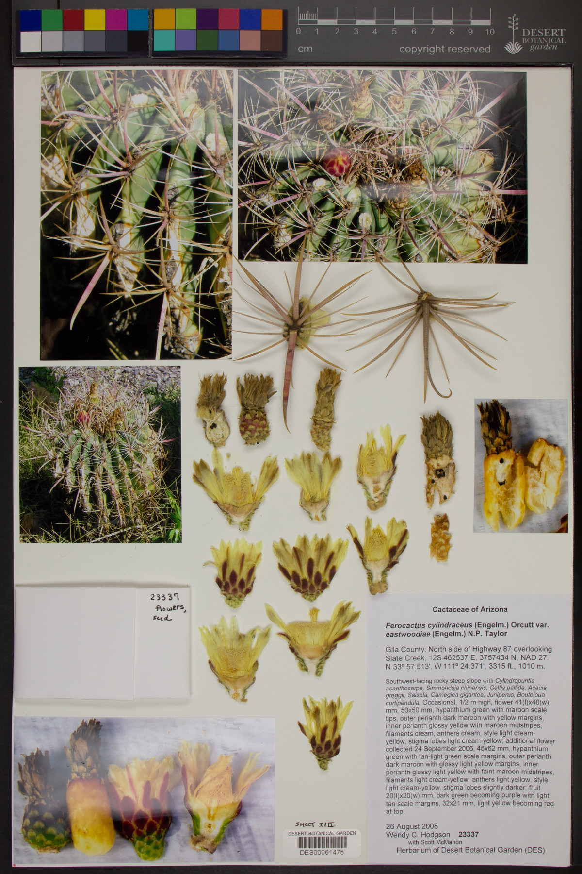 Ferocactus cylindraceus subsp. eastwoodiae image