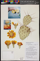 Opuntia phaeacantha image