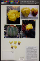 Ferocactus lindsayi image