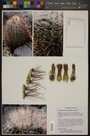 Ferocactus emoryi image