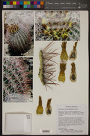 Ferocactus emoryi image