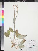 Eriogonum zionis var. coccineum image