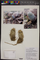 Mammillaria grahamii image