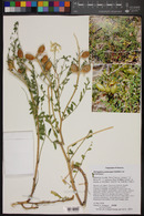 Astragalus praelongus image