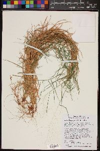 Muhlenbergia porteri image