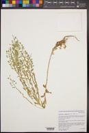 Lepidium campestre image