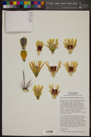 Ferocactus townsendianus image