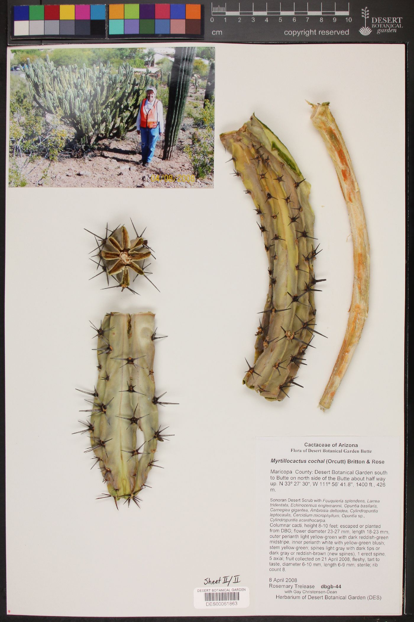 Myrtillocactus image