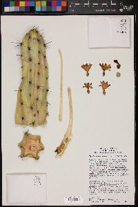 Myrtillocactus cochal image