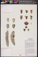 Cylindropuntia prolifera image