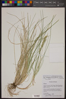 Poa fendleriana subsp. longiligula image