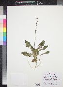 Camissonia walkeri image