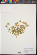 Draba cuneifolia image