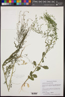 Lepidium lasiocarpum image