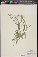 Schoenocrambe linearifolia image