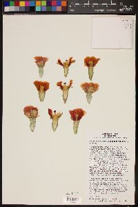 Opuntia macrocentra var. minor image