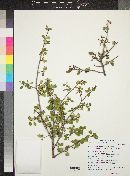 Amelanchier utahensis image