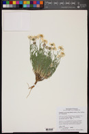 Erigeron concinnus var. concinnus image