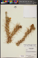 Cylindropuntia acanthocarpa image