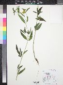 Heliomeris multiflora image