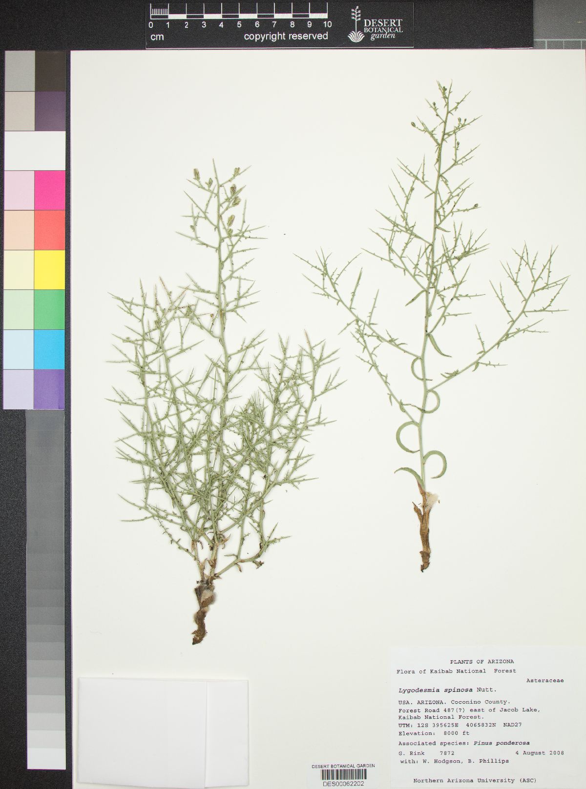 Stephanomeria spinosa image