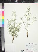 Stephanomeria spinosa image