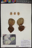 Opuntia polyacantha image