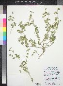 Bernardia myricifolia image