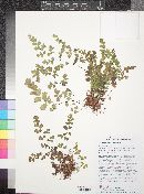 Adiantum capillus-veneris image