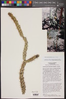Cylindropuntia spinosior image