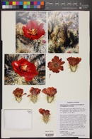 Cylindropuntia acanthocarpa image