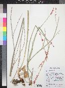 Eriogonum zionis image