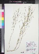 Gayophytum diffusum subsp. parviflorum image