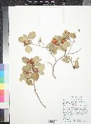 Rhus kearneyi image