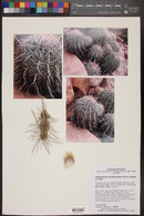 Echinocactus polycephalus var. xeranthemoides image