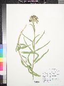 Asclepias asperula image