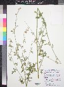 Sphaeralcea grossulariifolia image