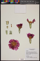 Opuntia phaeacantha image