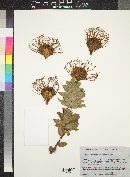 Leucospermum nutans image