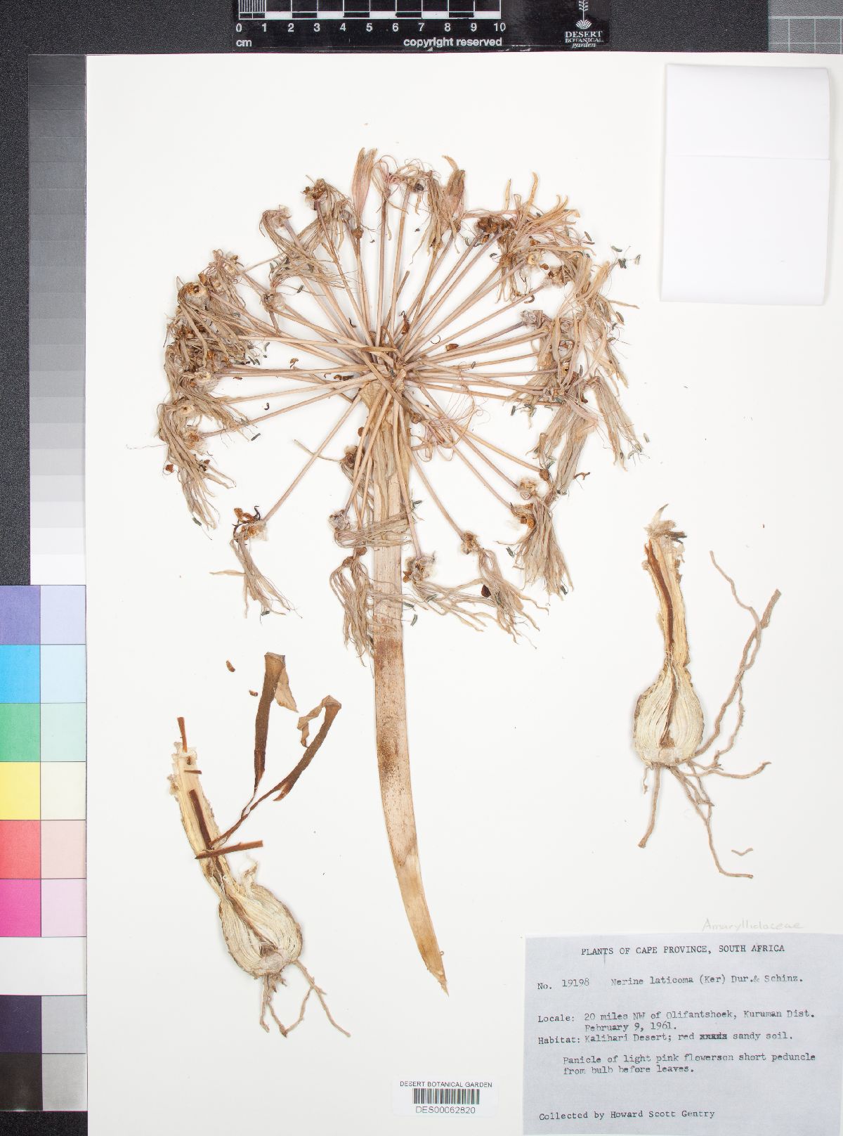 Nerine laticoma image