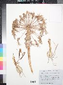 Nerine laticoma image