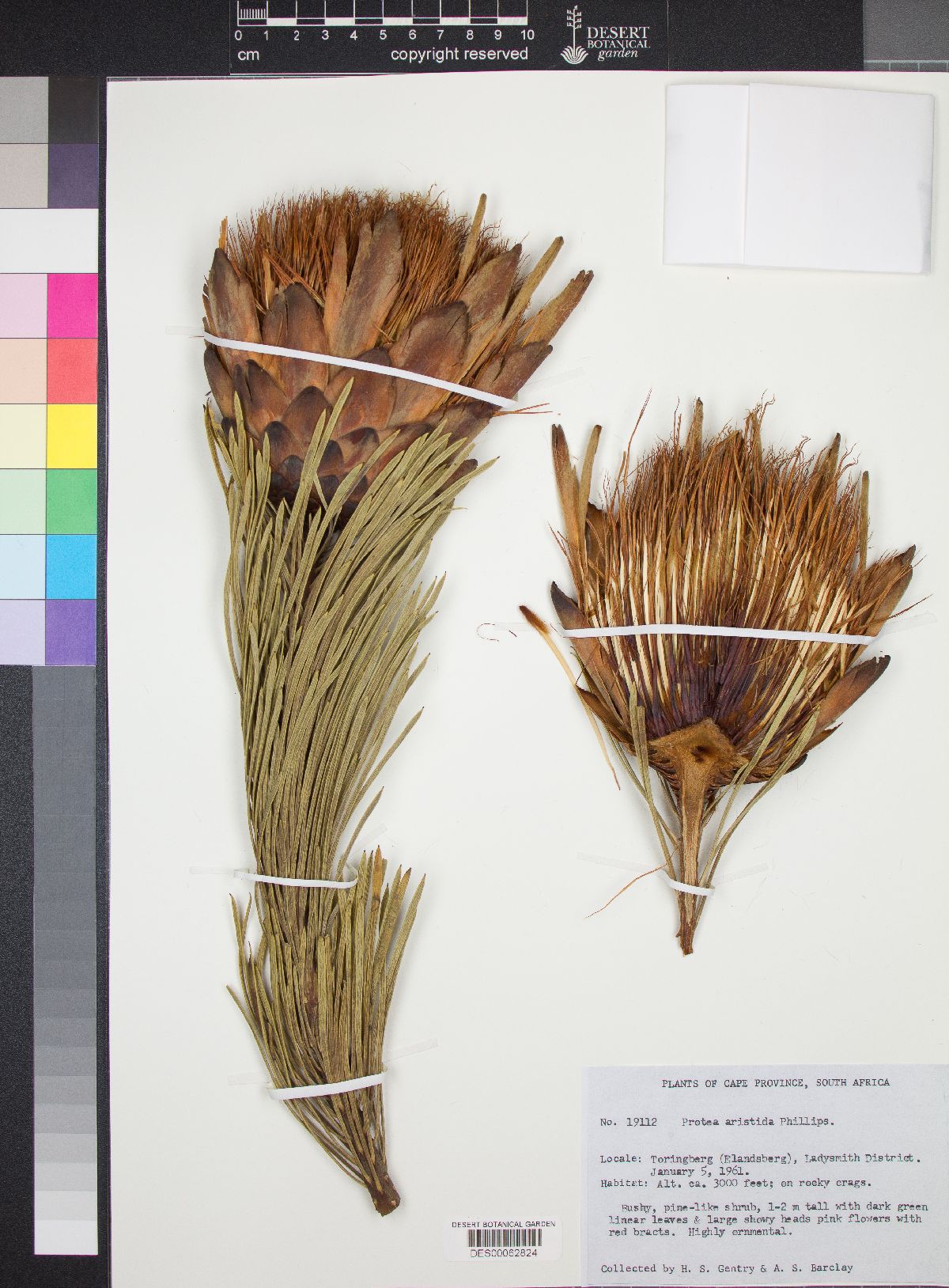 Protea aristata image