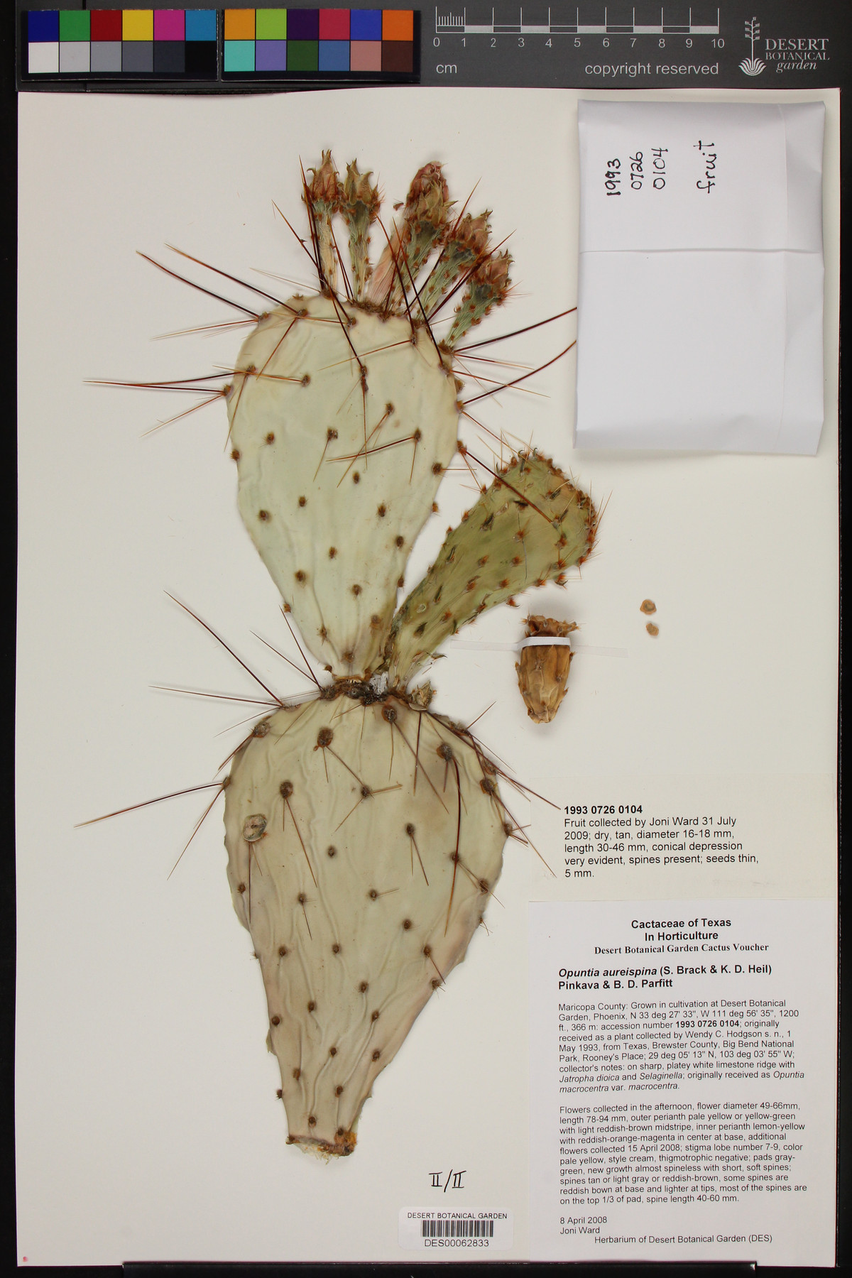 Opuntia x rooneyi image