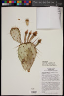 Opuntia x rooneyi image