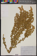Image of Psoralea caffra
