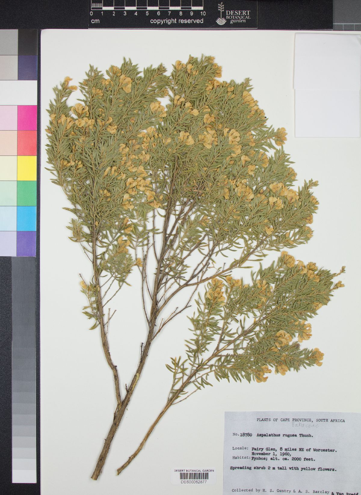 Aspalathus rugosa image