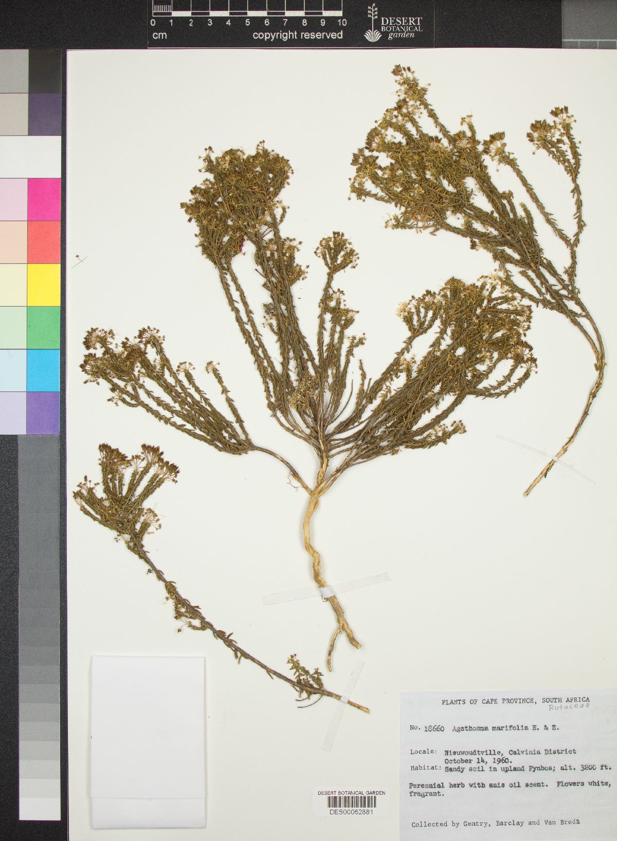 Agathosma marifolia image