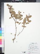 Rhus kearneyi subsp. kearneyi image